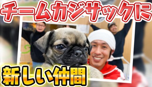 【新しい仲間】チームカジサックに仲間が1匹加わりました